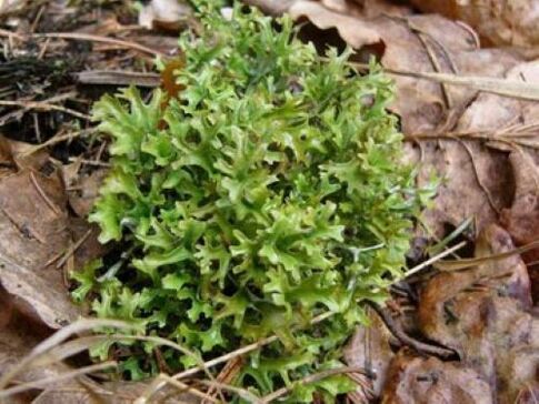 cetraria մարմնի մակաբույծներից