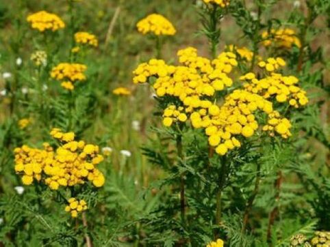 tansy մակաբույծներից մարդու մարմնում