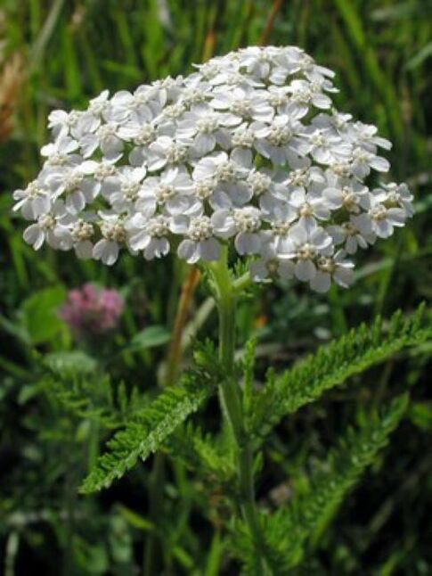 yarrow դեմ մակաբույծների մարմնի