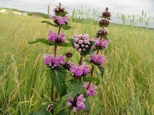 երկաթի հանքաքար մարմնի մակաբույծներից բույս