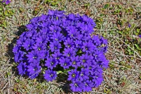 մարմնի մակաբույծներից տենդի արմատը