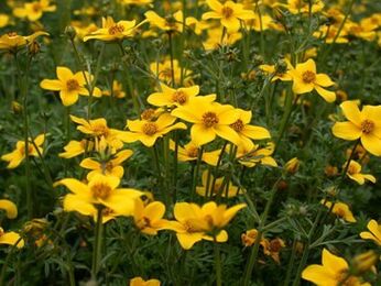 մի շարք մակաբույծներ մարմնում