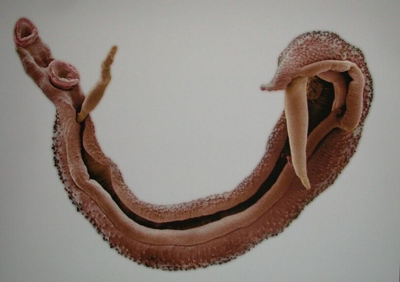 Schistosomes- ը վտանգավոր մակաբույծ է մարդու արյան մեջ